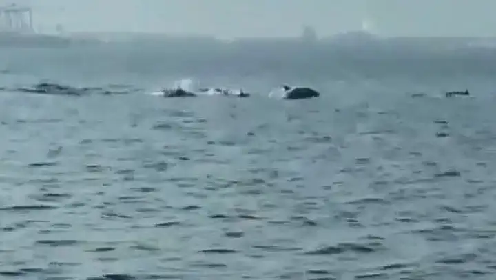 Bursa'da yunusların şovu büyüledi