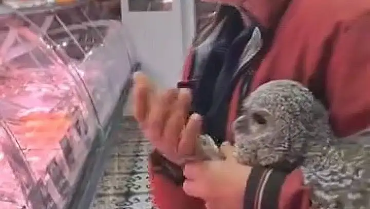 Bursa'da yuvasından düşen baykuş kasaba götürüldü
