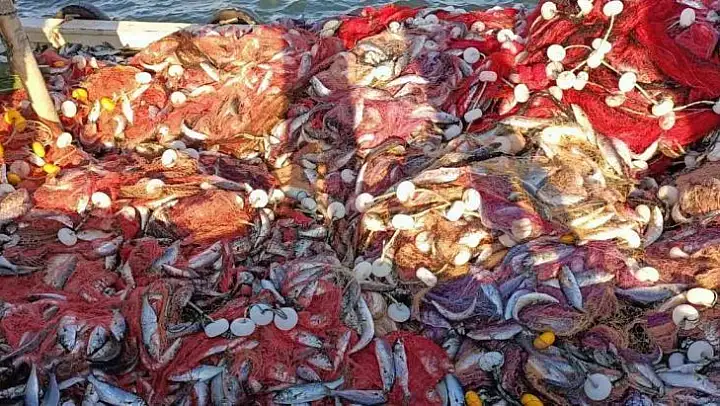 Çanakkale Boğazı'nda 15 bin lüfer yakaladılar