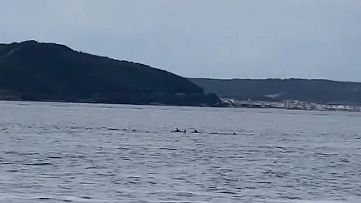 Çanakkale Boğazı'nda yunuslardan görsel şölen