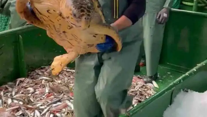 Çanakkale'de balıkçı ağlarına takılan caretta caretta denize salındı