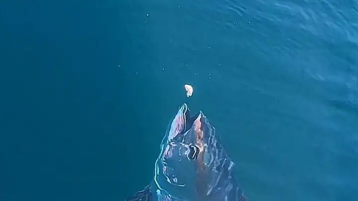 Çanakkale'de denizde dev orkinosu beslediler