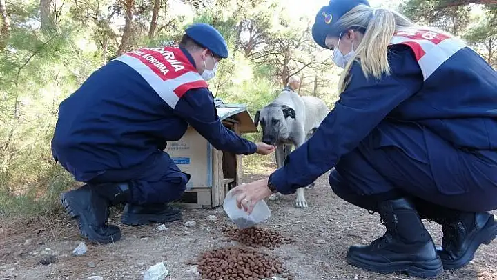 Çanakkale'de, Dünya Hayvanları Koruma Günü'nde sokak köpeklerini beslediler