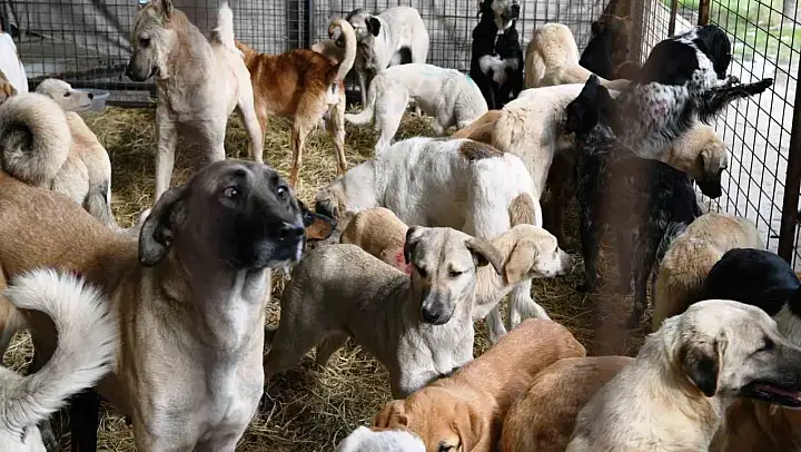 Çanakkale'de kırsalda 10 bin sokak hayvanını kısırlaştırma çalışmaları sürüyor