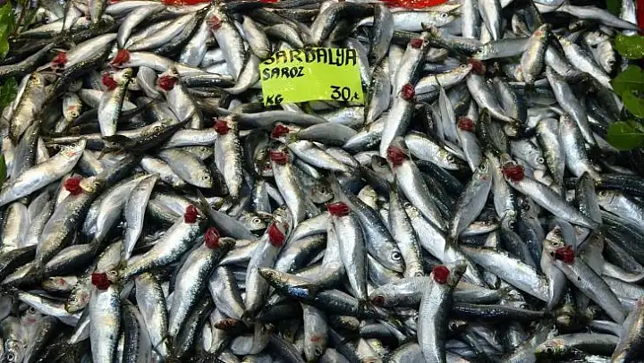 Çanakkale'de sardalyanın fiyatı 30 liraya düştü