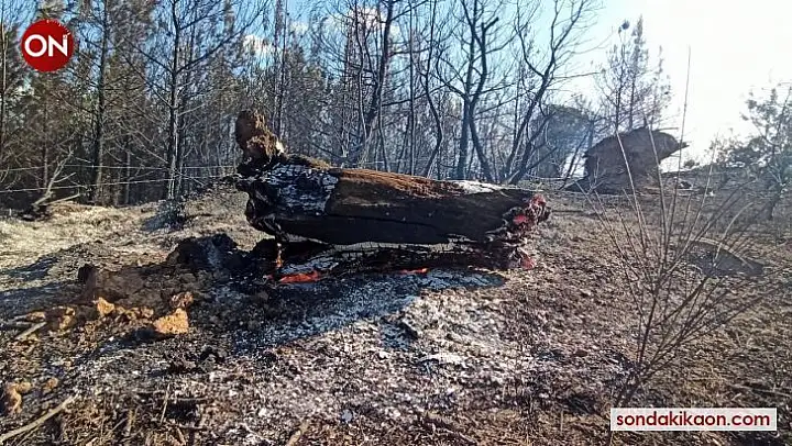 Çanakkale'deki orman yangını kontrol altına alındı