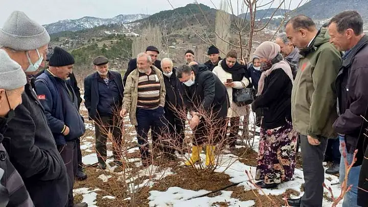 Çiftçiye yaban mersini budama ve gübreleme eğitimi