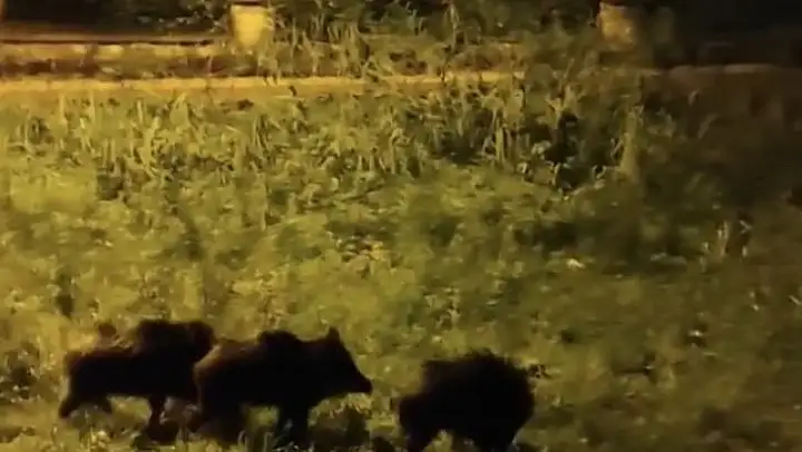 Dağlara kar yağdı aç kalan domuz sürüsü şehre indi