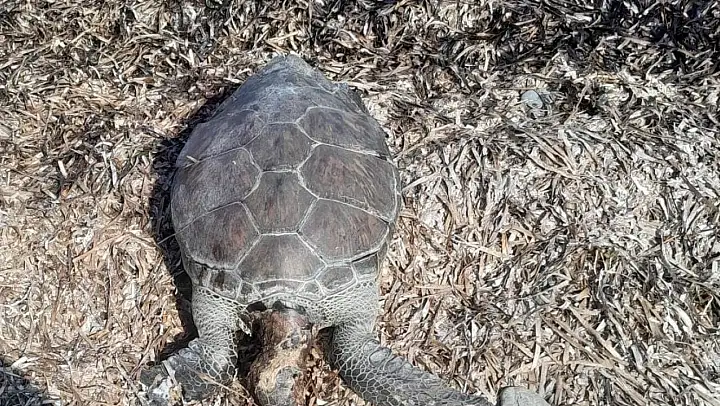 Datça'da deniz kaplumbağası sahile vurdu