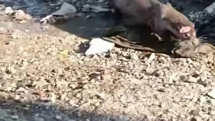 Denizden gelen misafir