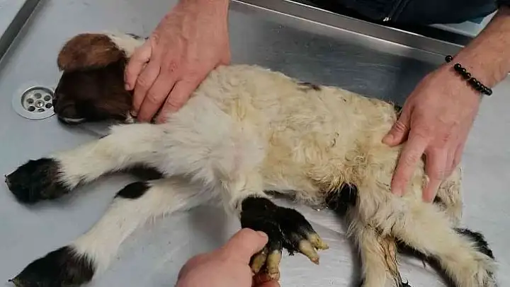 Denizli'de 5 ayaklı doğan kuzu görenleri şaşırttı