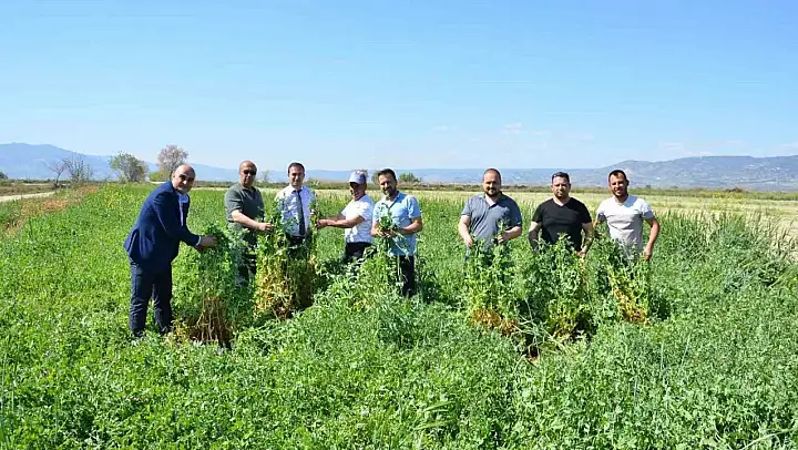 Denizli'de ara dönemde ekilen Pembe İnciden dekarda 6,8 ton yaş ot elde edildi