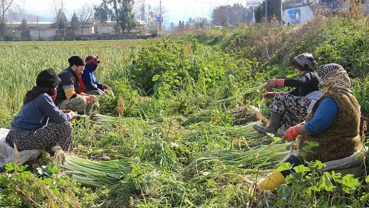 Denizli'de tarım işçilerinin günlük ücretleri arttı