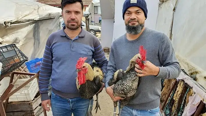Denizli Horozunun yumurtası yurt dışına tanesi 50 TL'ye satılıyor