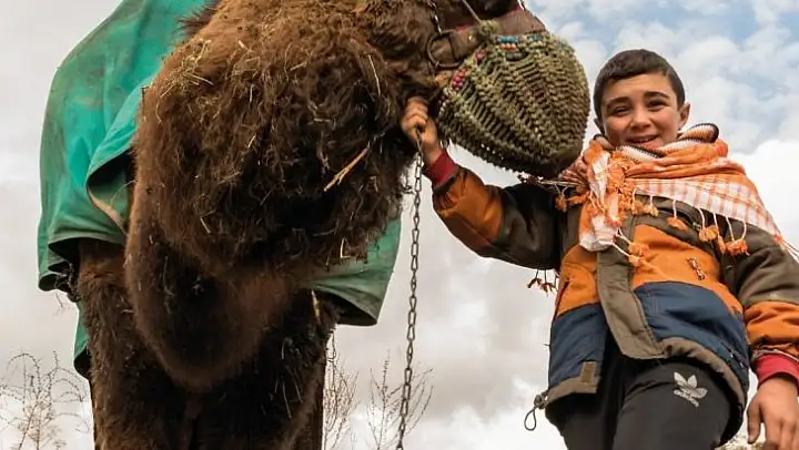 Deve güreşi heyecanı Denizli'de