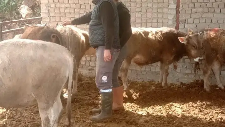 Didim'de şap hastalığı için aşılama çalışmaları devam ediyor