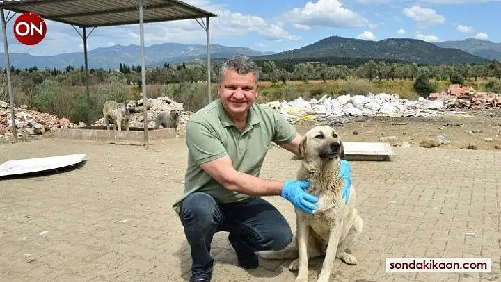 Edremit Belediyesi sokaktaki canların yanında