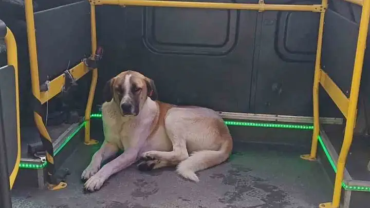 Edremit'te yolculuğu seven köpek minibüsçülerin maskotu oldu