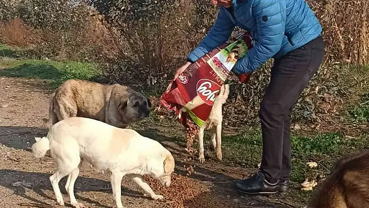 Efeler İlçe Tarım ve Orman Müdürlüğü ekipleri sokak hayvanlarını unutmadı