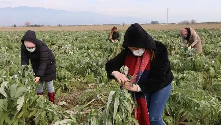 Efeler'in enginarlarına özenli bakım