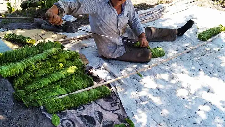 Ekenlerin sayısı azalınca tütün fiyatları yükseldi