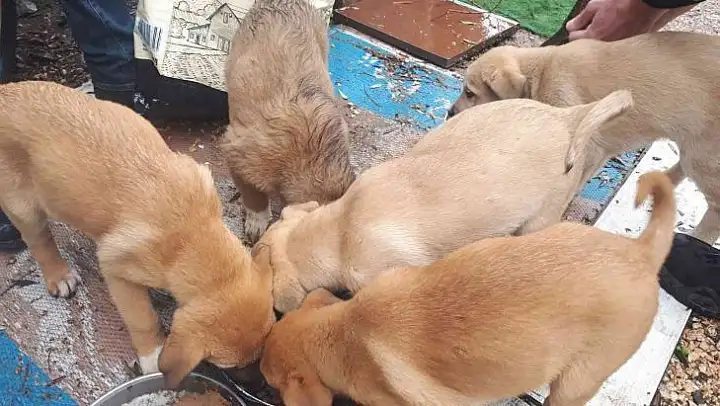 Erdek' te sokaktaki canlar unutulmadı
