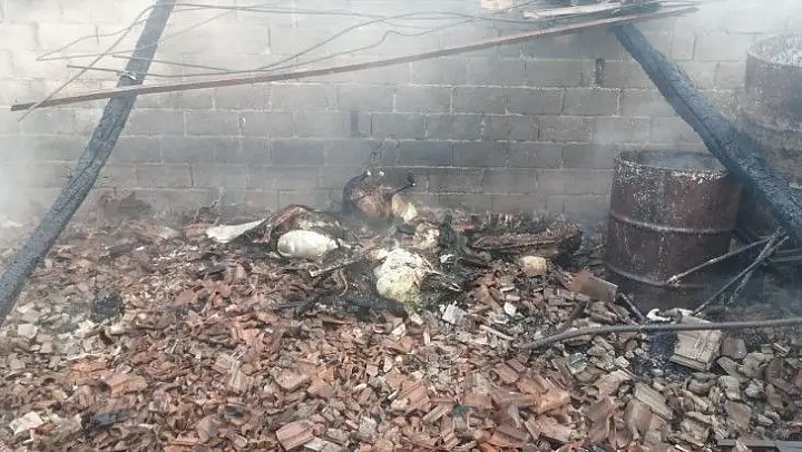 Erdek'te yanan ağılda 14 koyun telef oldu