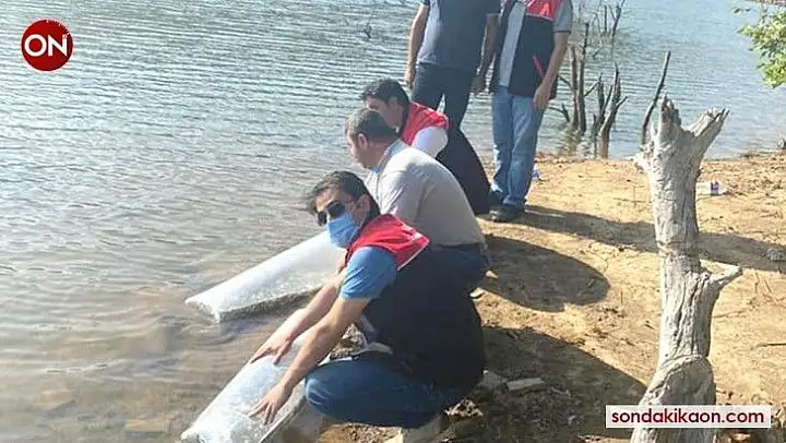 Erdek'te Yapıcı göletine sazan balığı salındı