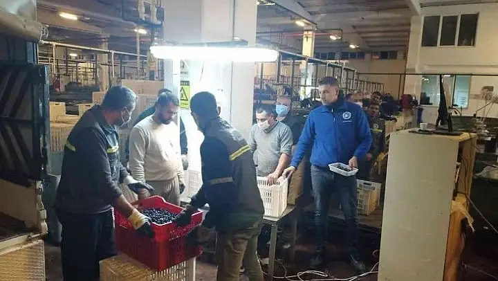 Erdek'te zeytin alımları başladı