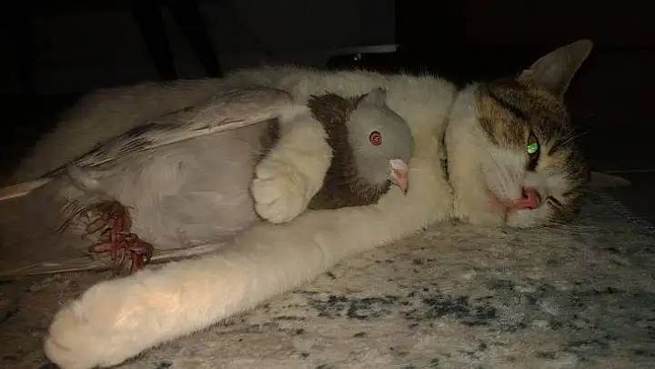 Ezeli düşmanların dostluğu kısa sürdü