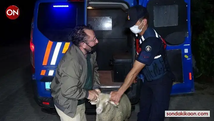 Firar eden kurbanlık koçu 13 saat sonra jandarma ekipleri buldu