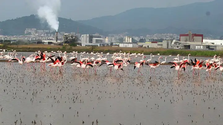 Flamingolar Söke Ovası'nı şenlendirdi