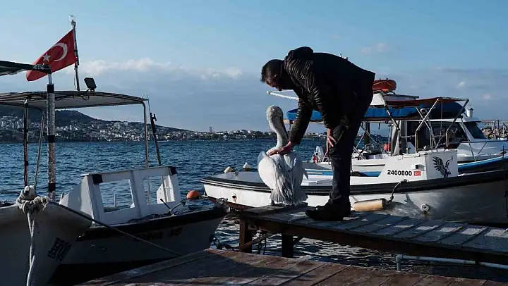 Foça, bu yaz da sevilen misafiri pelikan Tosun'u ağırlıyor
