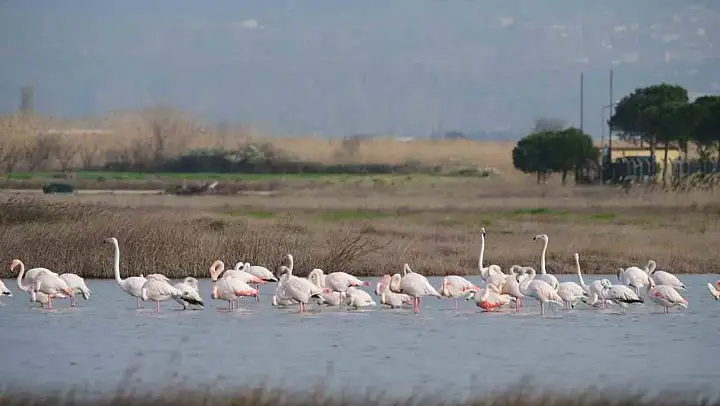 Gökçeada'da flamingoların 'kur' ve 'beslenme' dansı hayran bıraktı