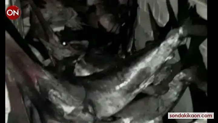 Gökçeada'da yasa dışı kılıç balığı avcılığı