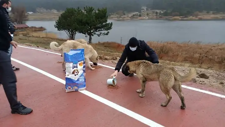 Gölcük mesire alanındaki hayvanlar unutulmadı