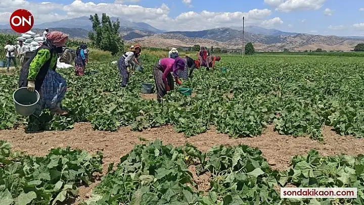 Güneydoğu'dan Ege'ye mevsimlik tarım işçileri ekmeğinin peşinde