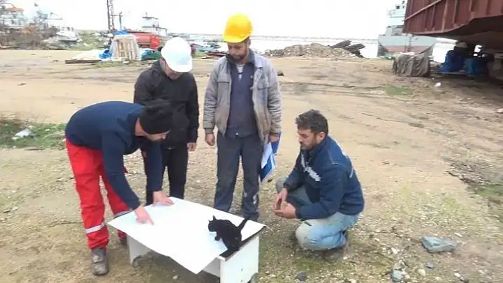 Haberi sabote eden kedi