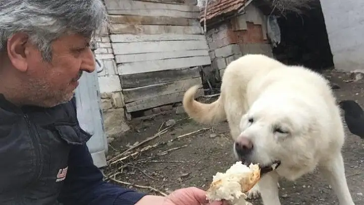 Hayırsever fırıncı sokak hayvanlarını besliyor