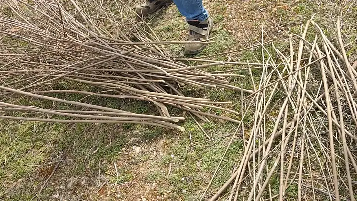 Hayıt dalları sepete dönüşüyor