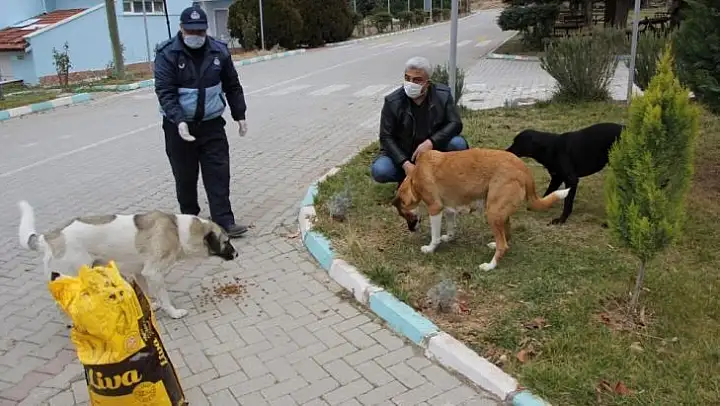 Hisarcık Belediyesi sokak hayvanlarını yalnız bırakmadı