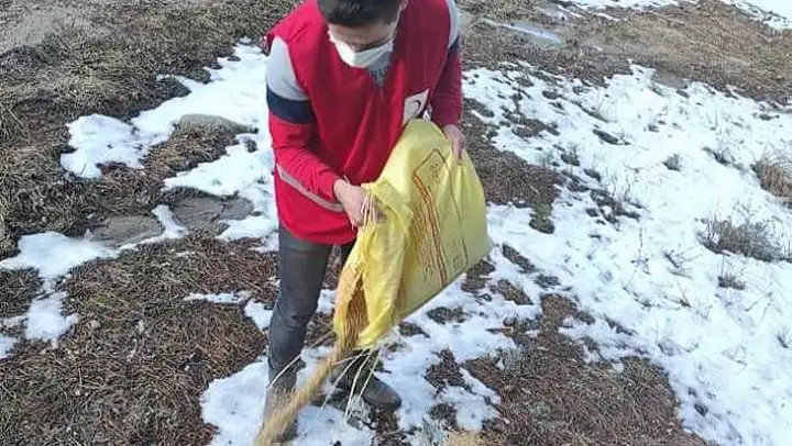 Hisarcık Kızılay gönüllüleri kuşlar için doğaya yem bıraktı