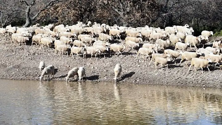 İçme suyu göletleri geldi, hayvancılık yeniden canlandı