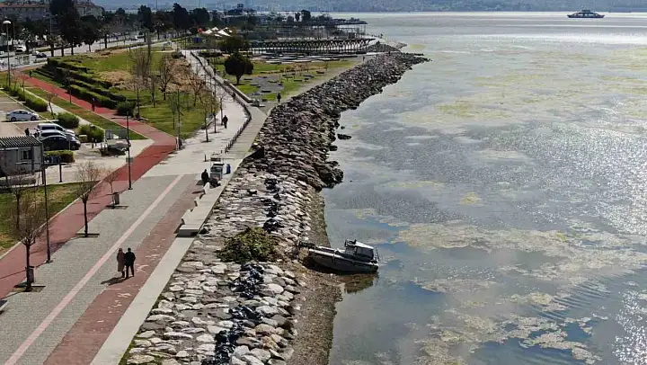 İzmir Bostanlı sahilini deniz marulu sardı
