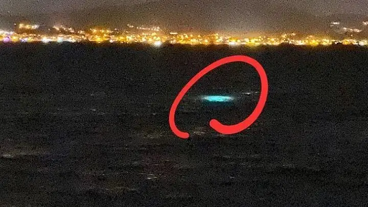 İzmir'de kaçak deniz patlıcanı avı operasyonu