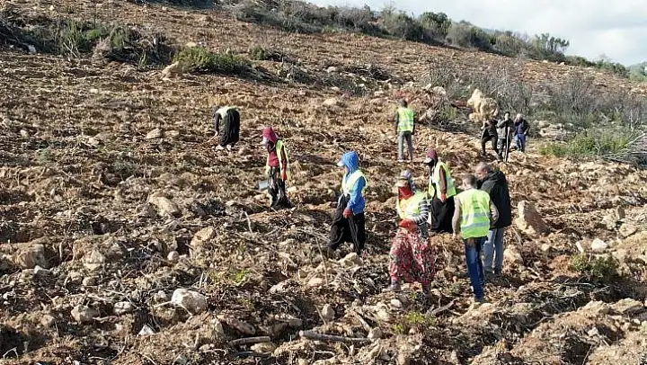 İzmir'de yanan ormanlar yeniden yeşeriyor