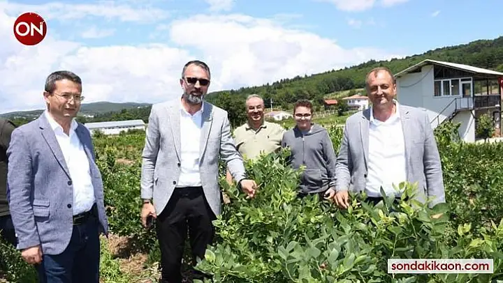 İznik'te yaban mersini festivali