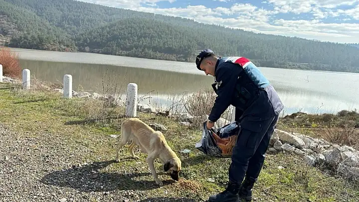 Jandarma bin 665 sokak hayvanına sahip çıktı