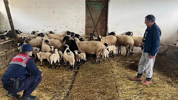 Jandarma vatandaşın koyun ve kuzularını buldu, ahırına kadar götürdü