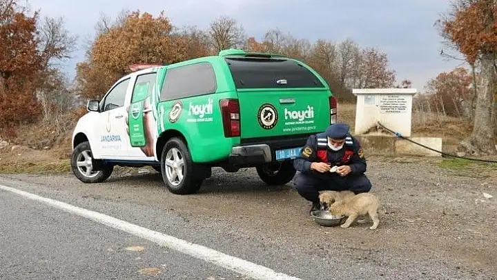 Jandarmadan sokak hayvanlarına yem